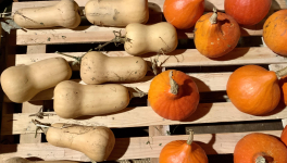 Le jardin gourmand du 16 Novembre 