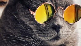 Réflexion : June qu'es acquò ?