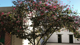 10 - Chant de la séparation