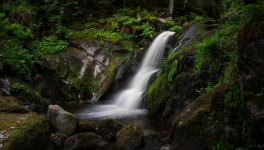 Transition : La nature est-elle aussi innocente que certains aimeraient le croire ?