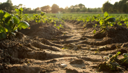 Sous le compost