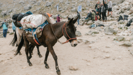 Mule