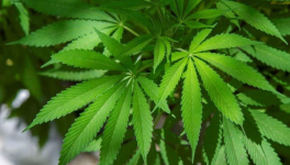 La consommation de drogues des 18-24 ans ?