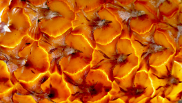 Saveurs confinées