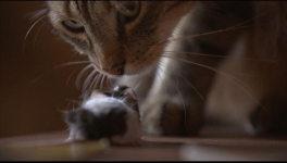 Jouer au chat et à la souris