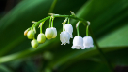 Muguet (01/05/2020)