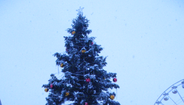 Le sapin
