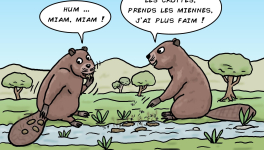 les crottes de castors