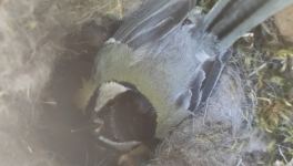 Le Cinciallegre e il conflitto sessuale