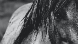 Ecurie Kevyn Thonnerieux : Résultats partants vendredi à Toulouse