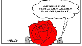 Une seule rose pour la Saint Valentin