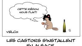 Castors en Alsace