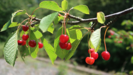 Le temps des cerises