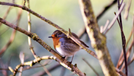 Parole de rouge-gorge