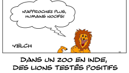 Lions positifs au Covid-19 et pas rassurés du tout