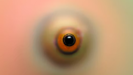 Zoomer