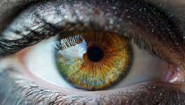 Lentille