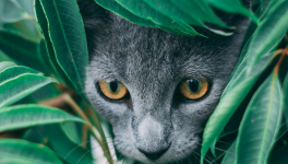 À la chasse