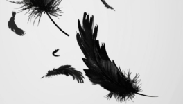 1.Comme une plume au vent