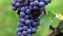 focus sur un cépage transalpin "Le nebbiolo"