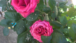 Le maître du jardin