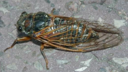 lâchez-vous bien, les cigales, c ‘est la fête du 14 juillet