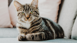 Avec le chat pour témoin