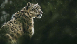 La panthère des neiges