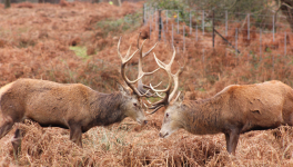 Rut - 2