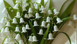 Cœur de muguet