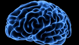 Mon cerveau, c'est mon second organe préféré !