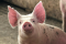 Cochon