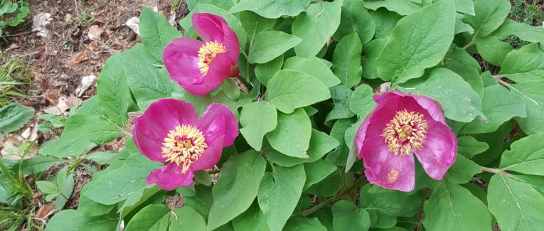 La pivoine kabyle