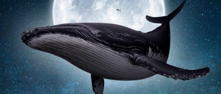 Une baleine