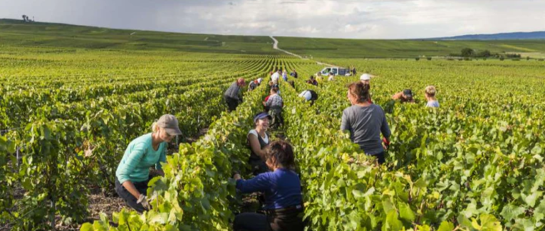 Vendanges