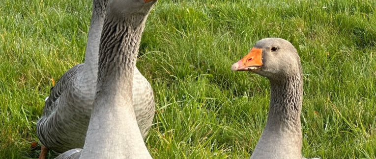 L’ARADHANA DES CIMES