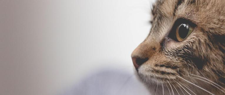Le Chat