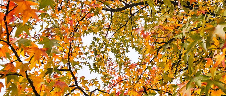 Souvenir d'automne