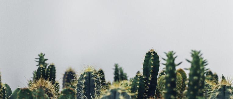 Dans la vie, il y a des cactus