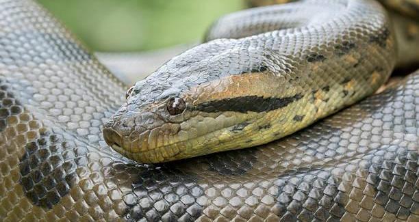 Écrire un texte avec les mots suivants :Anaconda, xylophone, yaourt, zéro, bobine, cauchemar, doryphore, écailler, facturer.