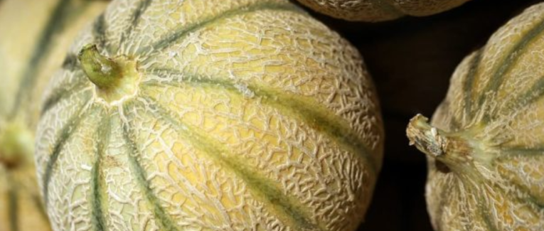 LE MELON
