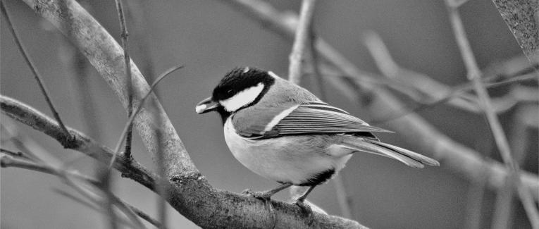 Parole de mésange