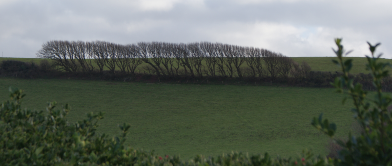 Dans mon jardin d'hiver qui n'est pas mon jardin