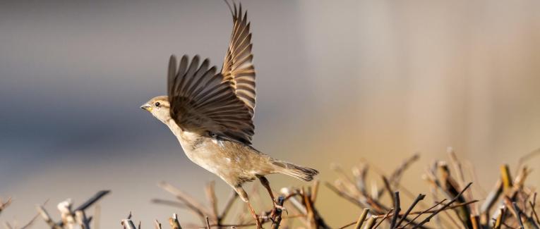 L'agrobate roux : un bel oiseau qui disparaît et dont vous ignoriez son existence