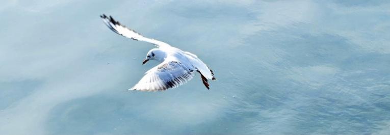Parole de mouette
