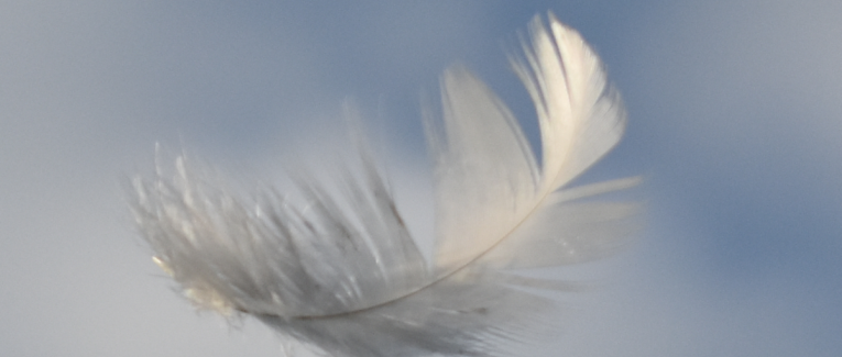 Une plume blanche
