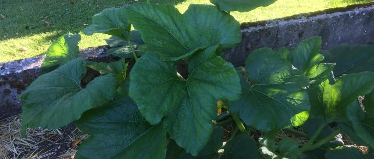 Le jardin du 10 Juillet