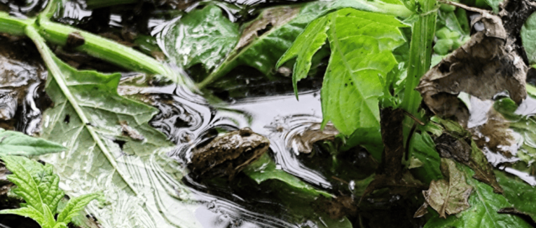 Dans l'eau qui miroite