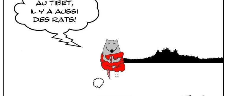 Rat du Tibet