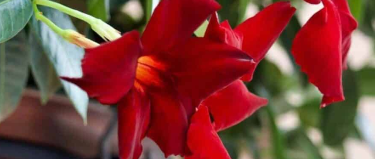 Rouge sombre (poème d'été pour hiver morose)